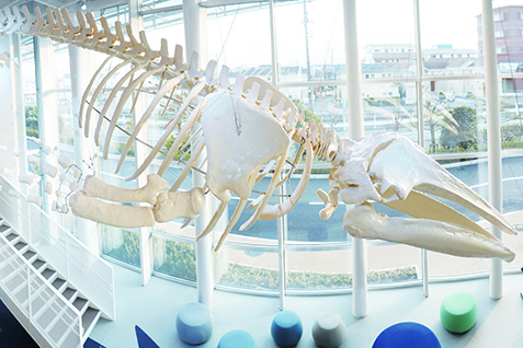写真：アキシマエンシスにある、アキシマクジラの化石の原寸大レプリカ