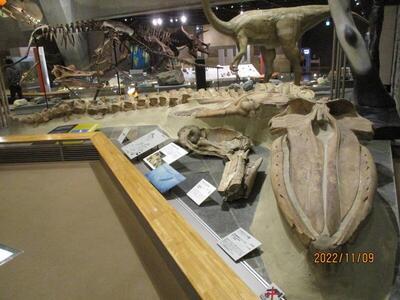 群馬県立自然史博物館のクジラの化石の写真