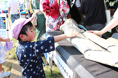 アキシマクジラの化石に触れている子どもの写真