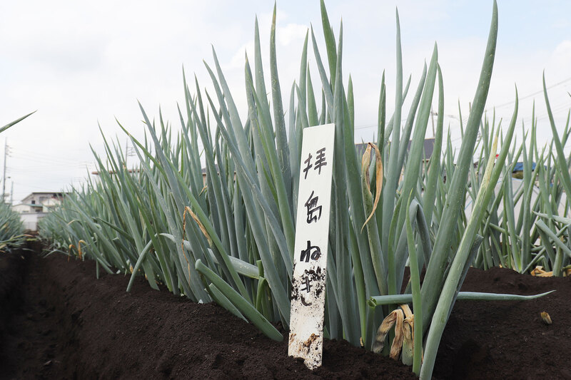 画像：拝島ねぎ