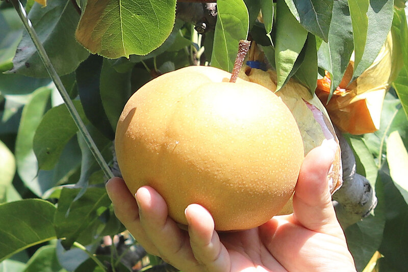 画像：梨農園で梨を持つ手