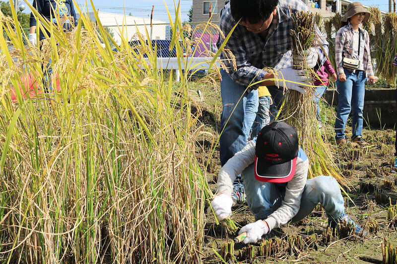 画像：親子米つくり教室で稲刈りをする子ども