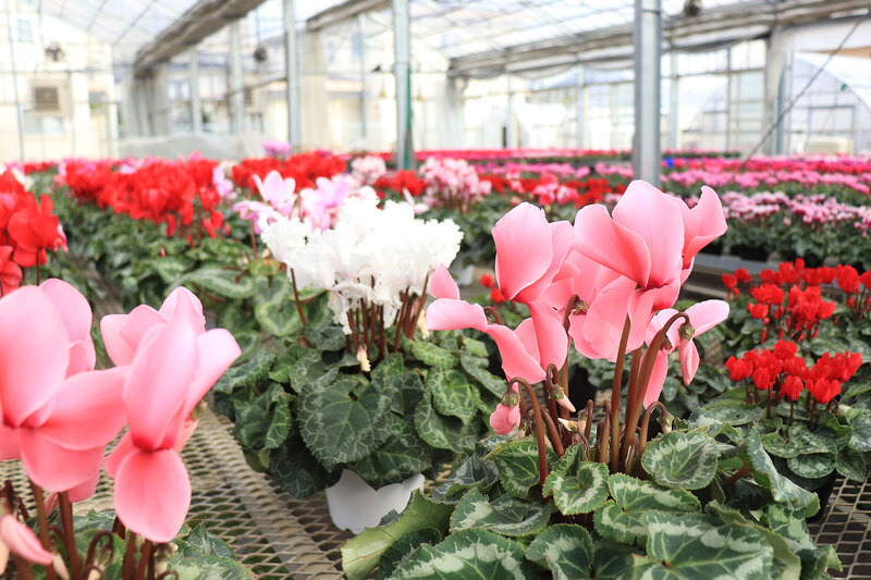 画像：シクラメンの花