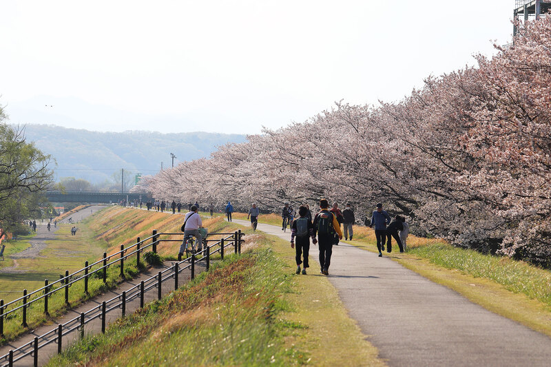 画像：土手沿いの桜並木