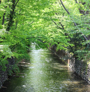 写真：玉川上水