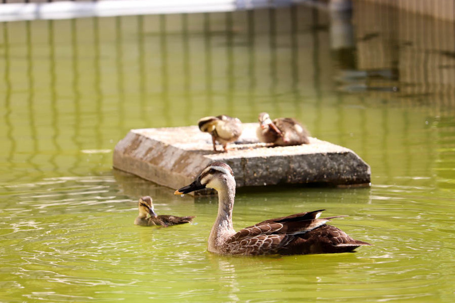 写真：カルガモ