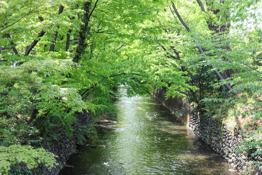写真：玉川上水
