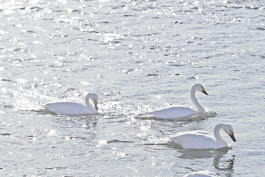写真：多摩川のハクチョウ