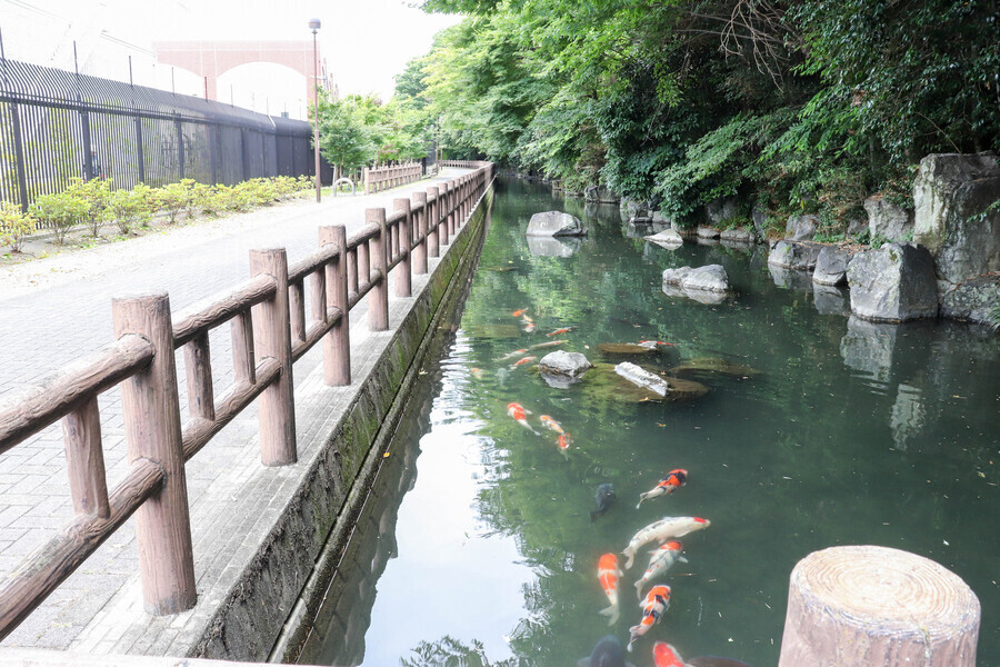 写真：下の川とコイ