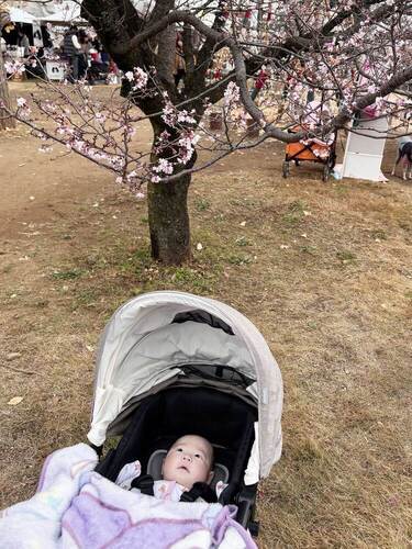 画像：アウトドアヴィレッジ咲いた梅の花を見上げる赤ちゃん