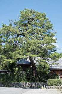 写真：昭島市指定天然記念物の大松