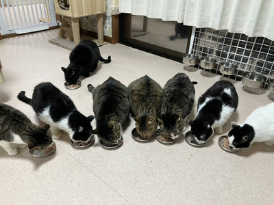 写真:昭島地域の猫の会シェルターの様子1