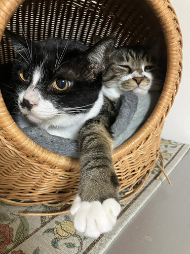 写真:昭島地域の猫の会シェルターの様子2