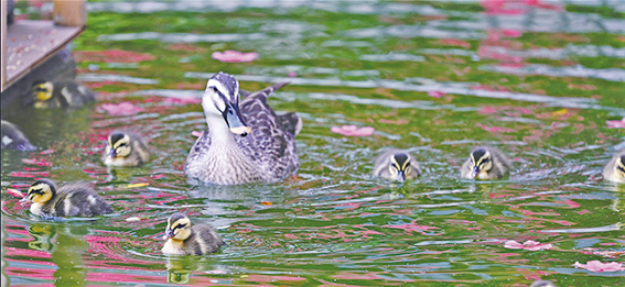 公民館の池のカルガモの親子.jpg