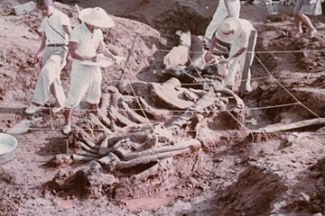 1961_クジラの化石発掘1