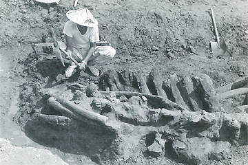 1961_クジラの化石発掘2