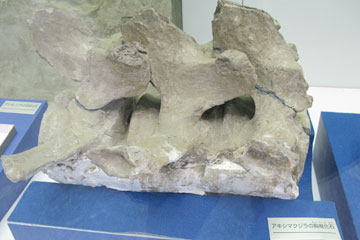 アキシマクジラ胸椎化石