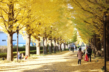 昭和の森 いちょう並木