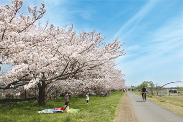 多摩川沿いの桜