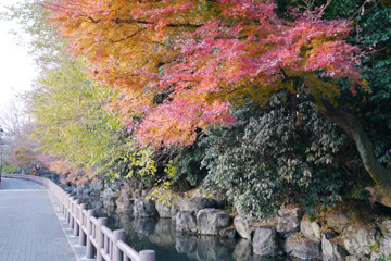 下の川 紅葉