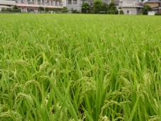 昭島市米生産