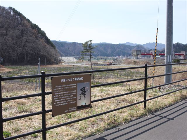 一本松の画像