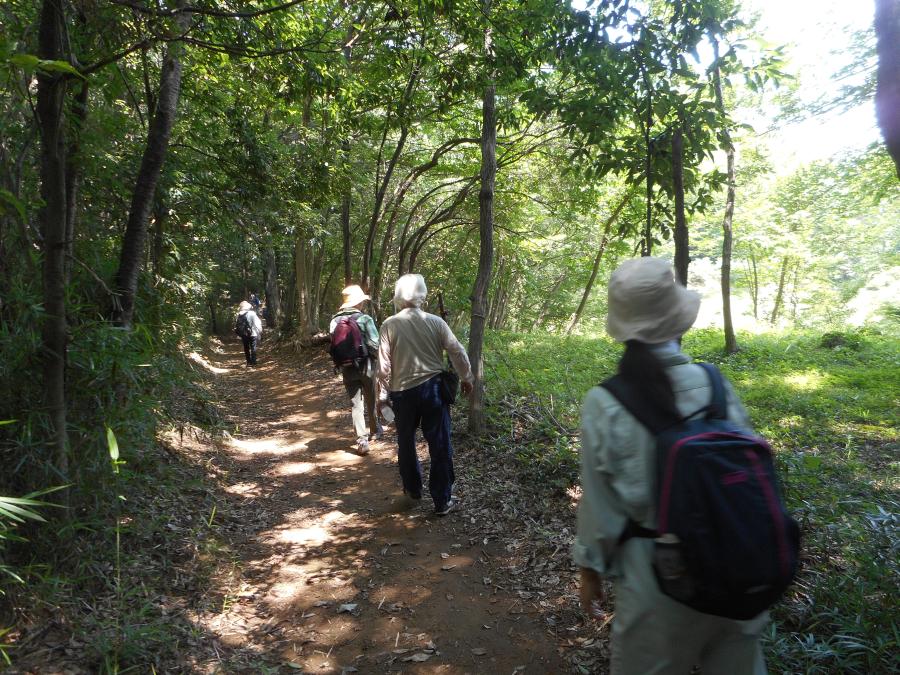 滝山城跡散策の様子