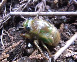 土の中にいるため見つけにくいエゾハルゼミの幼虫を見つけました。