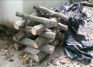 第2回森林教室で行うしいたけのコマ打ち用ほだ木を運搬しました。