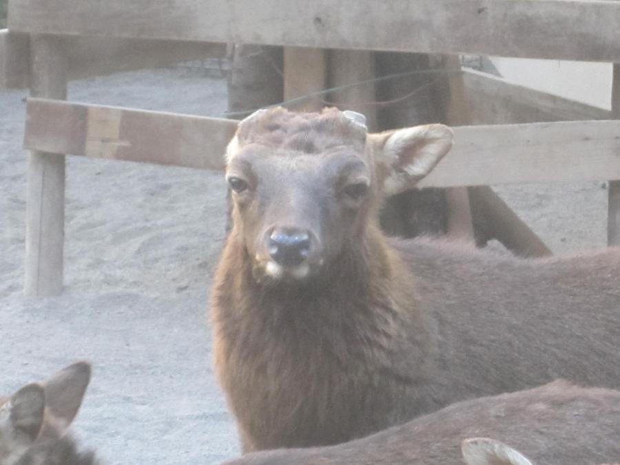 角がなくなった雄ジカ