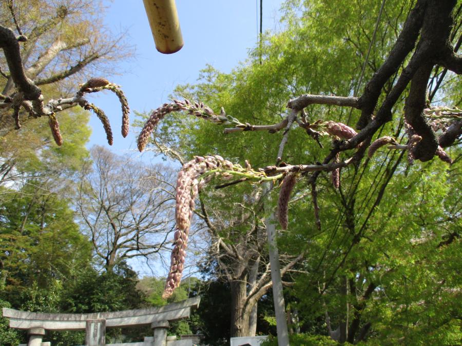 ４月３日の状態