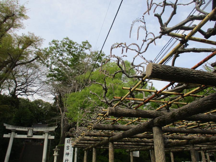 4月5日撮影