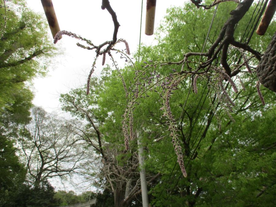 4月7日　つぼみの様子