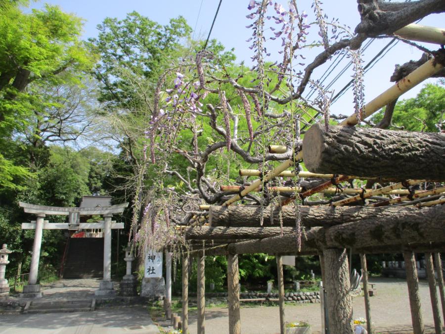 4月11日撮影1