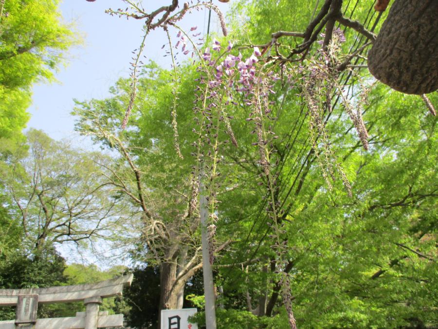 4月11日撮影2