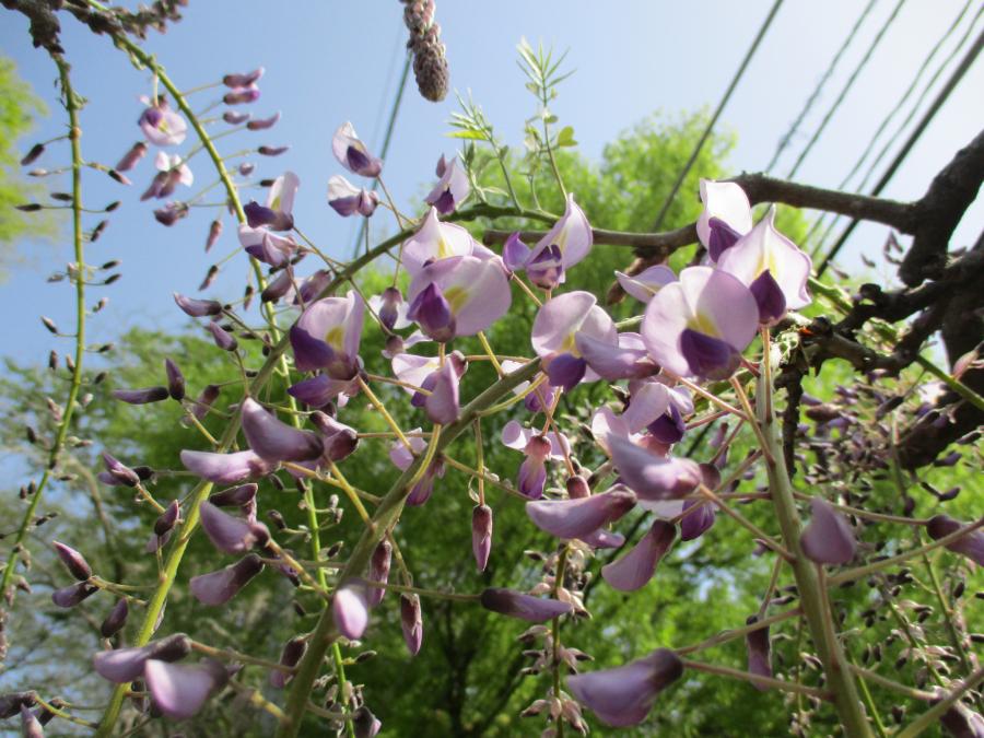 4月11日撮影3