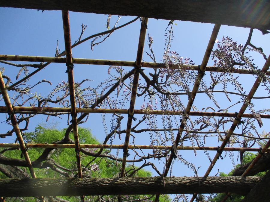 4月11日撮影4