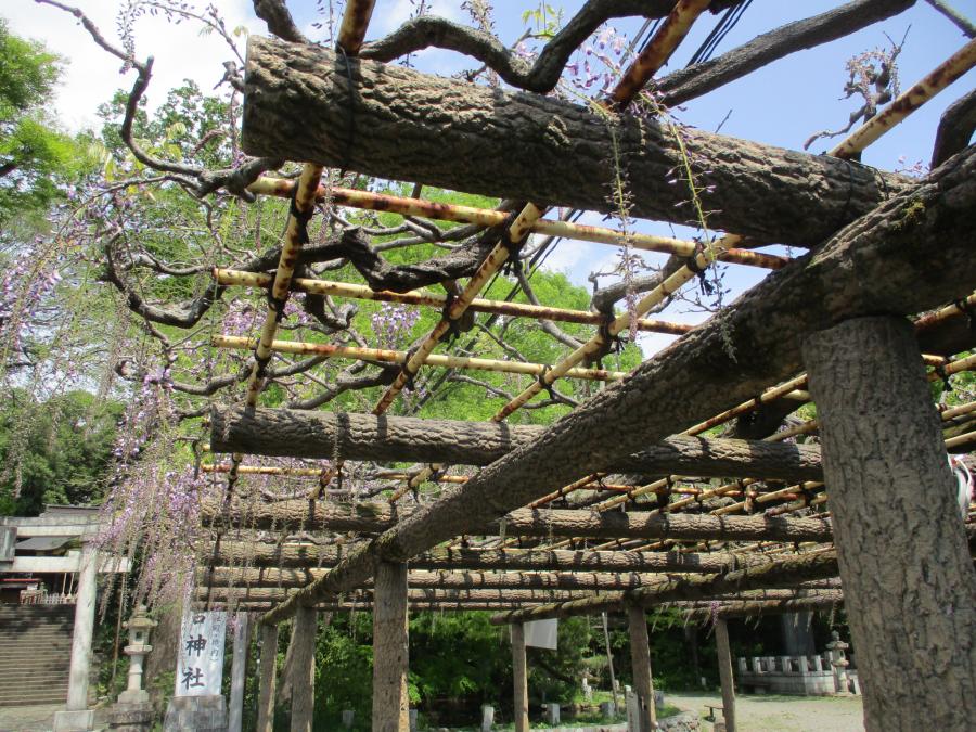 4月12日撮影1