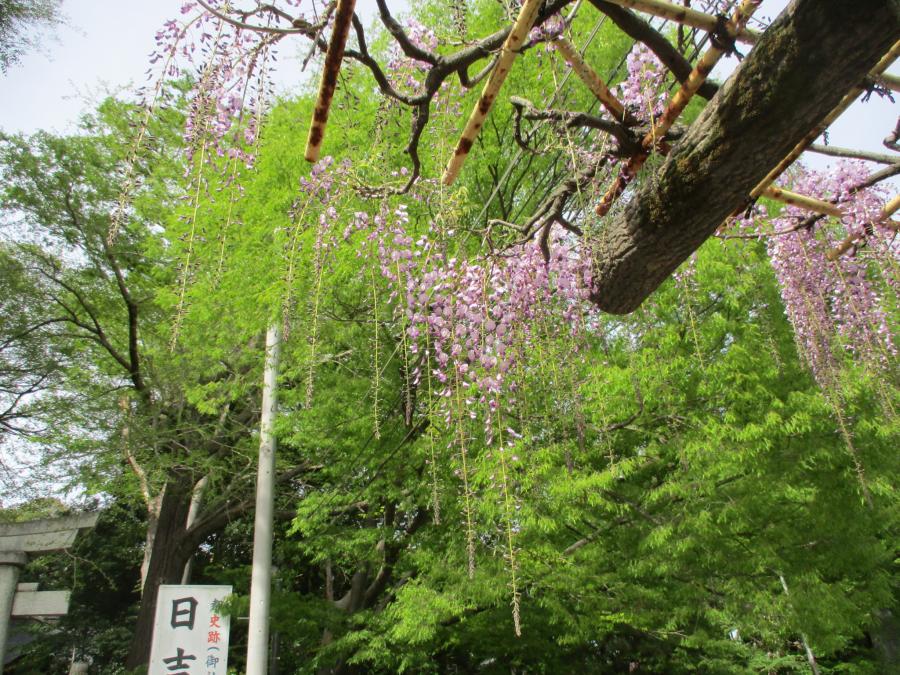 4月14日撮影2
