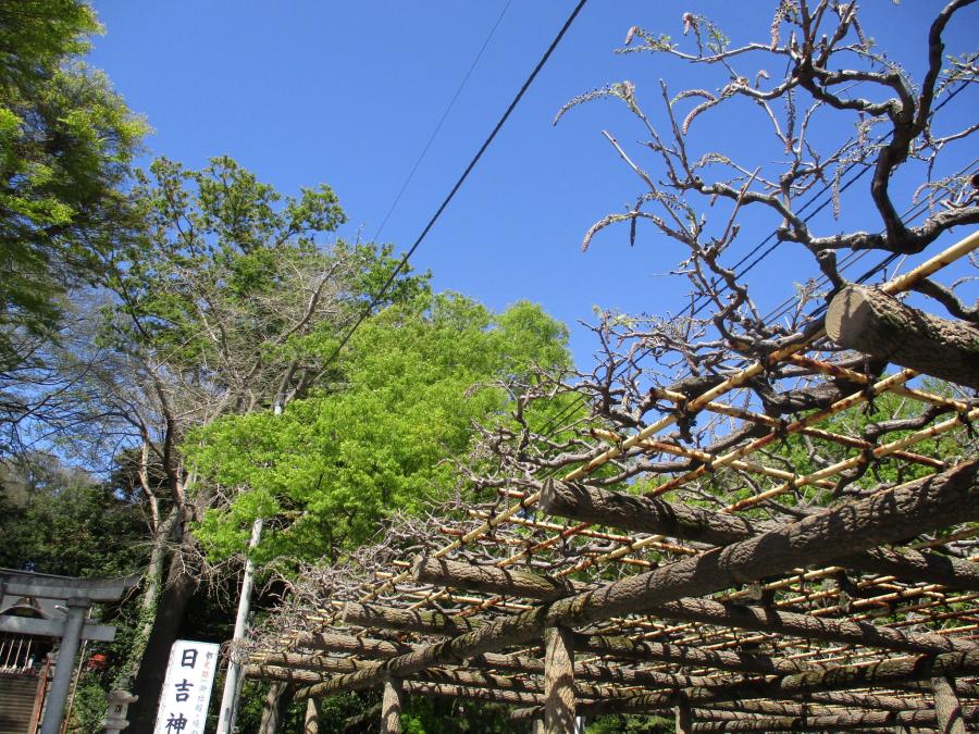 フジの花4月16日の様子