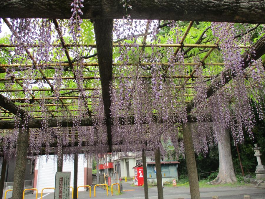 フジの花の写真全体