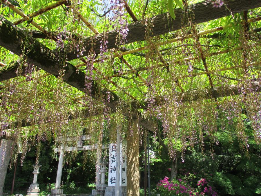 花が散っているフジ