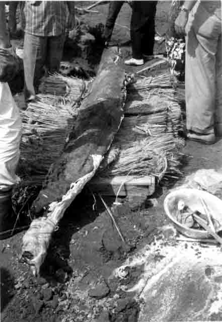 ムシロをクッションにした木の台に乗せて運搬される下顎の化石の画像