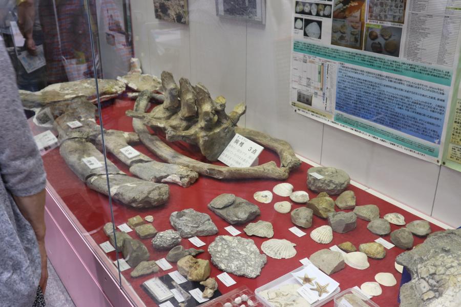 化石の展示2