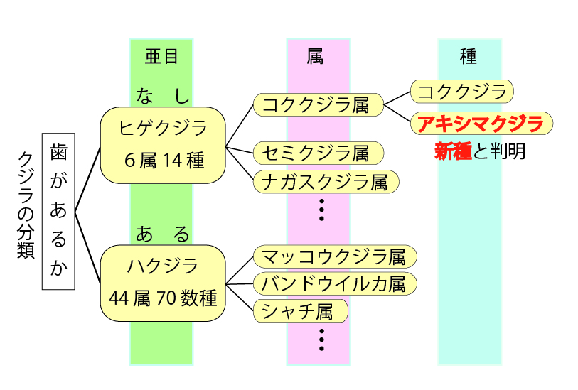 クジラ系譜図の画像