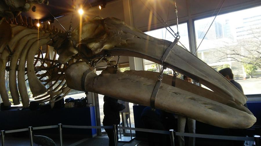東京海洋大学の現生コククジラ（全長12．5メートル）の頭部の骨の画像