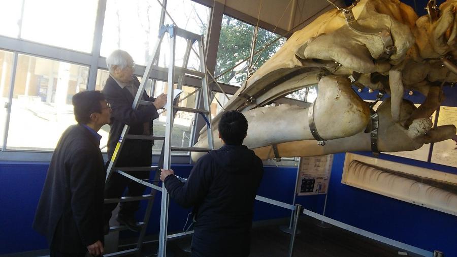 東京海洋大学で現生のコククジラとの比較の画像