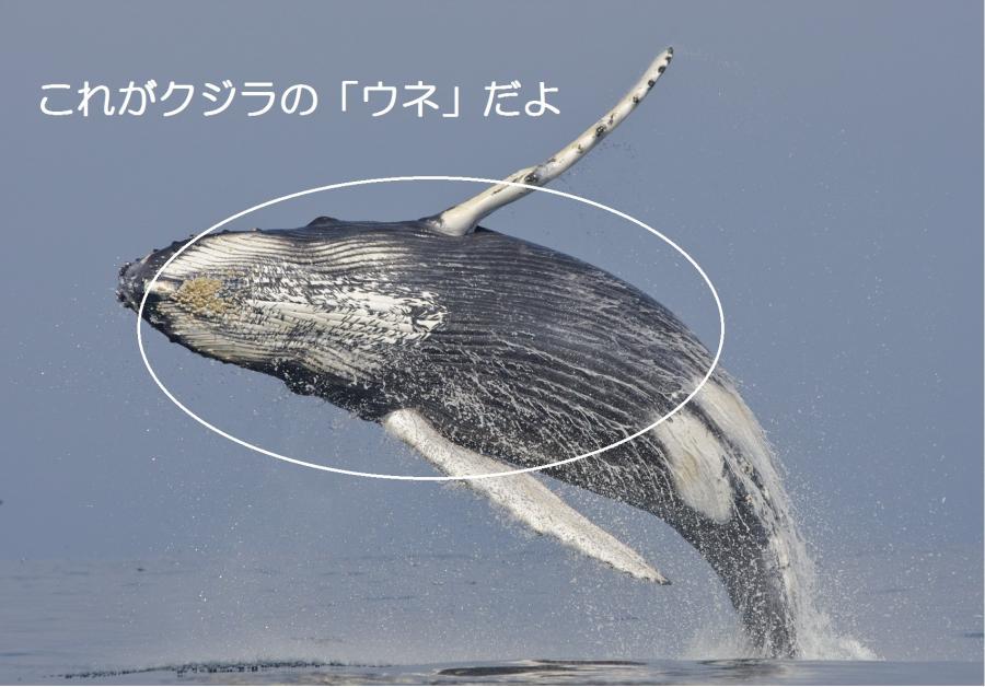 クジラのうね
