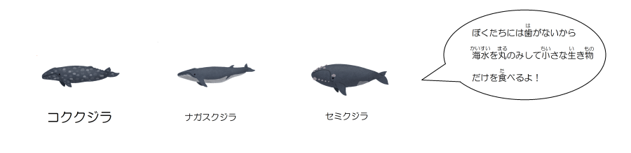 ヒゲクジラの仲間(コククジラ・ナガスクジラ・セミクジラなど)