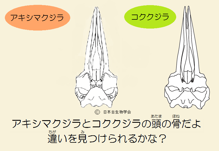 コククジラとアキシマクジラの比較